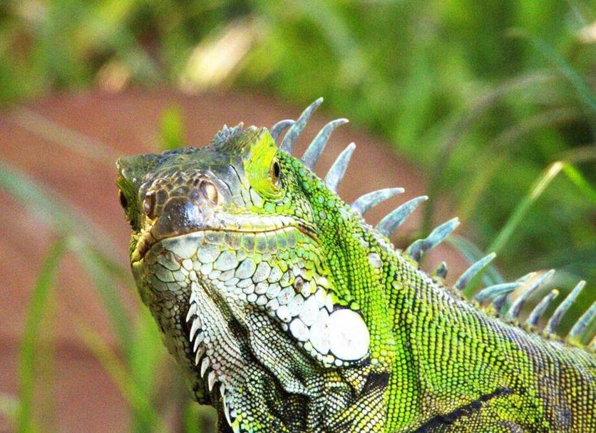 Otros Foto
