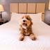 Admite mascotas
